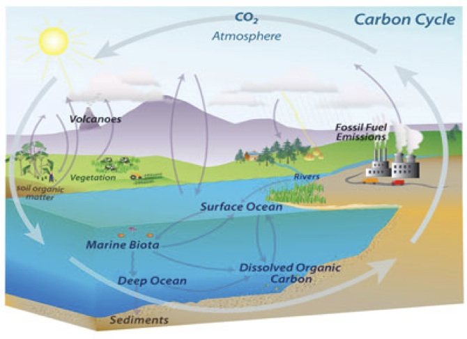 biocycle-denning-research-group-global-carbon-cycle